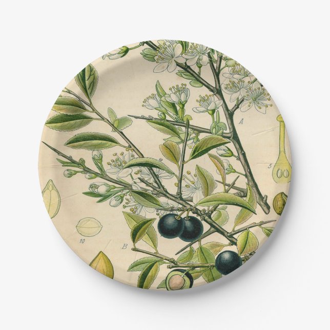 Assiettes En Carton Antique Blackthorn Botanique Imprimé Fleur Berry (Devant)