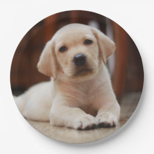 Assiettes En Carton Baby Yellow Labrador Puppy Dog posé sur le ventre