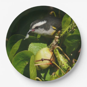 Assiettes En Carton Bananaquit Bird Mange Photographie tropicale