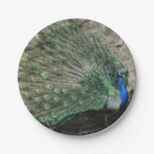 Beau Peacock