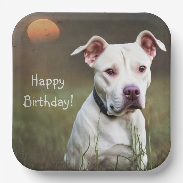 Assiettes En Carton Beau Pitbull blanc anniversaire (Recto)