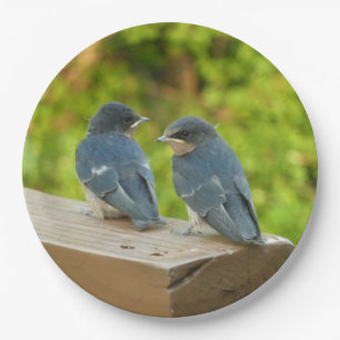 Assiettes En Carton Bébé Grange hirondelle Nature Oiseau Photographie