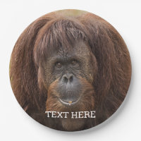 Belle photographie de Borneo Orangutan