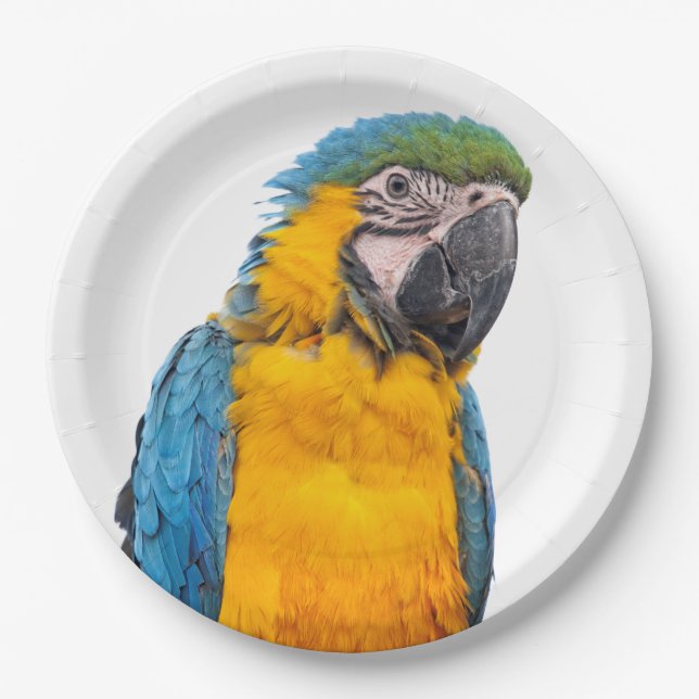 Assiettes En Carton Blue and Gold Macaw (Devant)