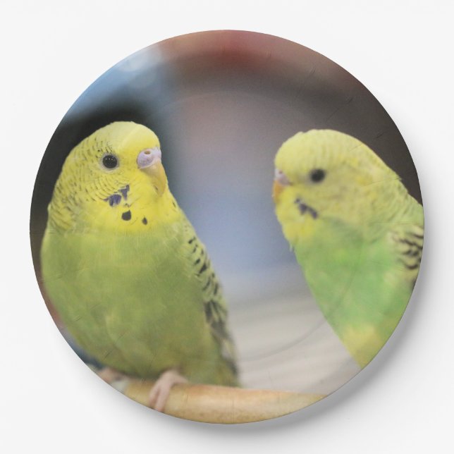 Assiettes En Carton Bouchons sérieux (Devant)