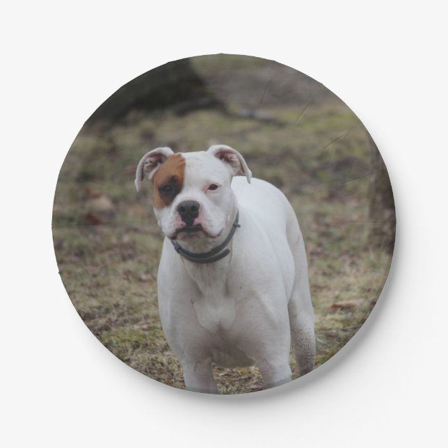 Assiettes En Carton Boxer (Devant)