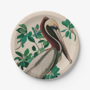 Assiettes En Carton Brown Pelican Birds of America Audubon