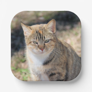 Assiettes En Carton Cat