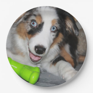 Assiettes En Carton Chien de Berger Américain Miniature Blue Merle