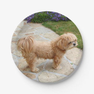 Assiettes En Carton Chien de Red Lhasa Apso