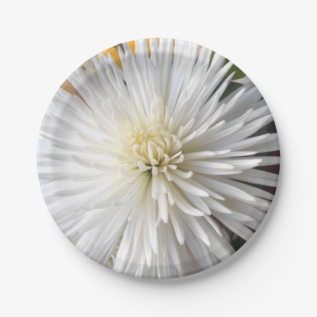 Assiettes En Carton Claricia (Devant)