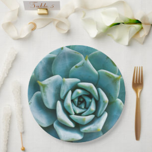 Assiettes En Carton Closeup Succulent