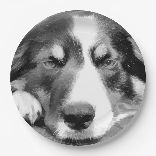 ASSIETTES EN CARTON COLLIE FRONTALIÈRE (Devant)