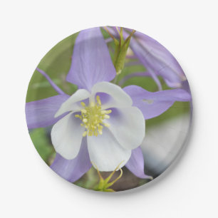 Assiettes En Carton Columbine pourpre
