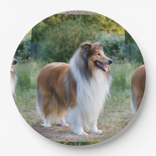 Assiettes En Carton complètement 5 collie.png rugueux (Devant)