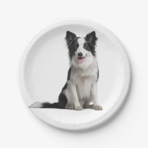 Assiettes En Carton Coup de colle blanc blanc de chiot Coup de colle