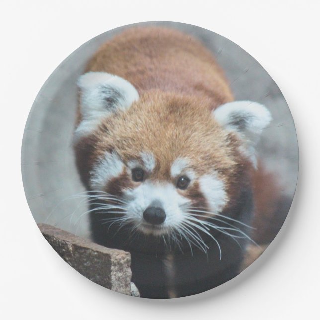 Assiettes En Carton Cute (Devant)