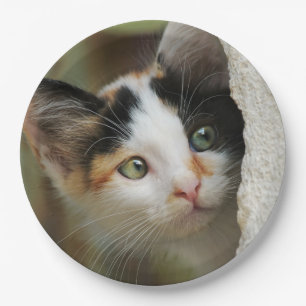 Assiettes En Carton Cute Curieux Kitten Yeux de prier, Bonne fête