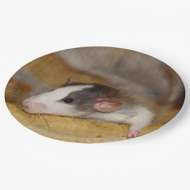 Assiettes En Carton Cute rat (Angle)