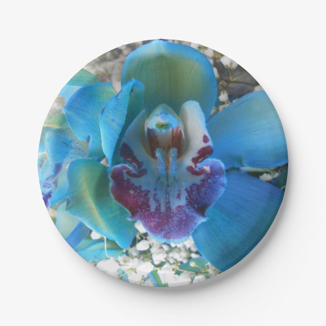 Assiettes En Carton Donella (Devant)