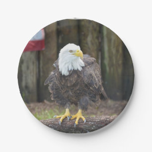 Assiettes En Carton Eagle chauve américain été perché sur un rondi