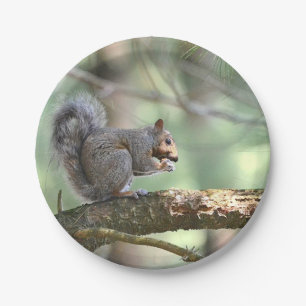 Assiettes En Carton Écureuil Dans Les Plaques De Papier Forestier