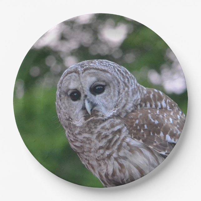 Assiettes En Carton Esprit Du Chou (Devant)