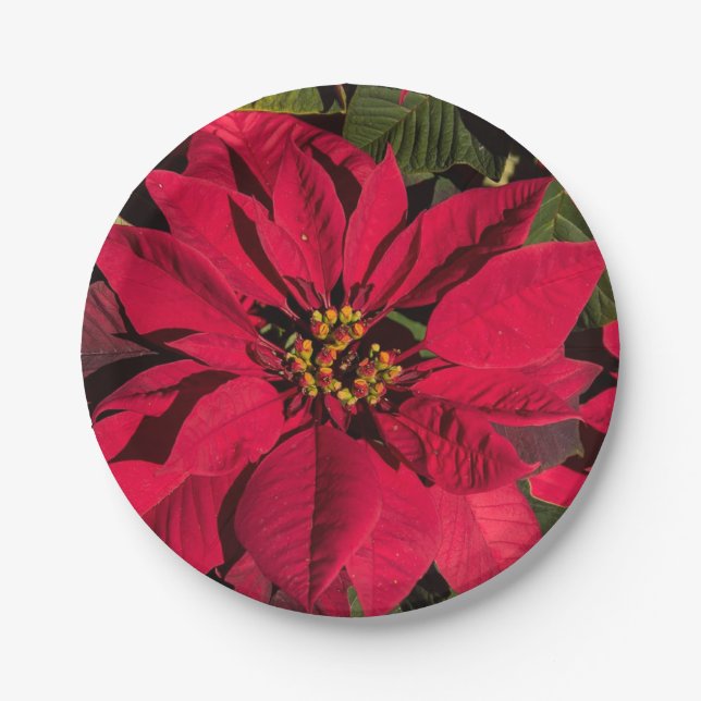 Assiettes En Carton Fête de Noël Rouge Poinsettia (Devant)