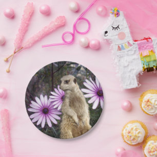 Assiettes En Carton Fleur Curieuse : Meerkat Parmi Les Marguerites Vio