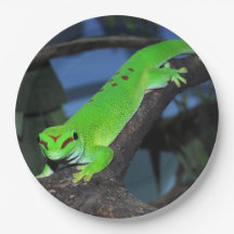 Gecko de jour du Madagascar