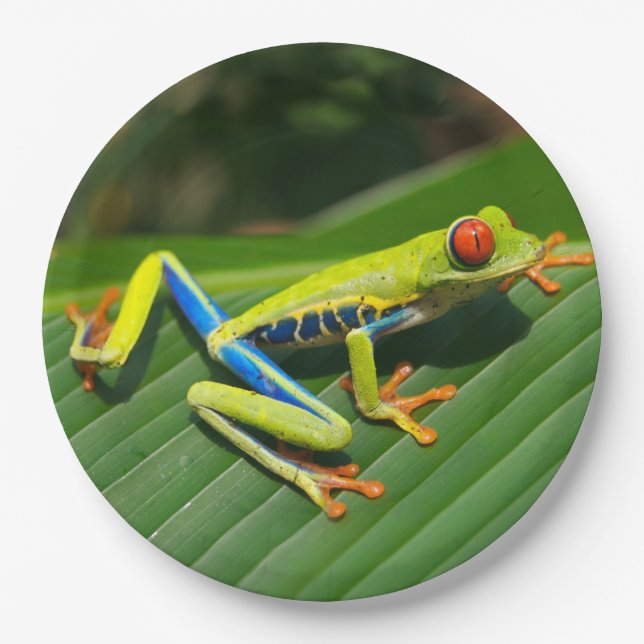 Assiettes En Carton Grenouille d'arbre aux yeux rouges de vert (Devant)