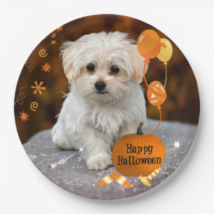 Assiettes En Carton Halloween, chiot maltais, 