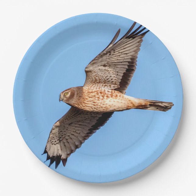 Assiettes En Carton Harrier du Nord en vol (Devant)