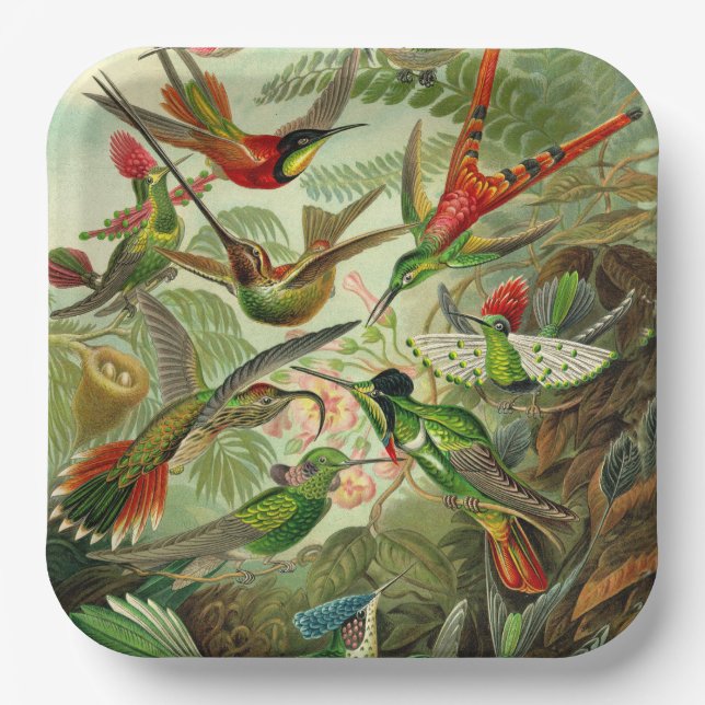 Assiettes En Carton Illustration du colibri par Ernst Haeckel (Recto)