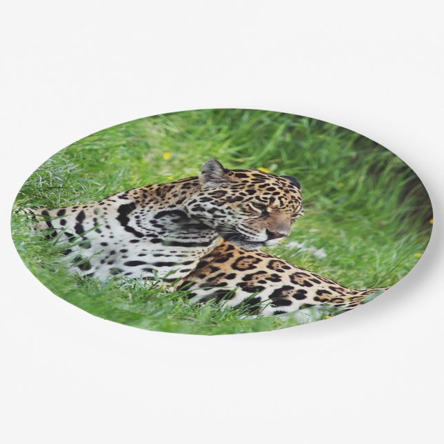 Assiettes En Carton Jaguar (Angle)