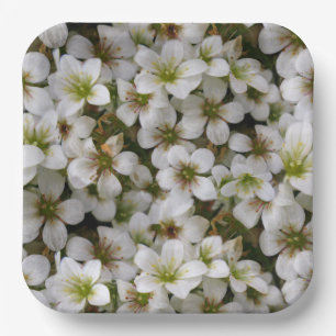 Assiettes En Carton Jardin botanique Fleurs blanches