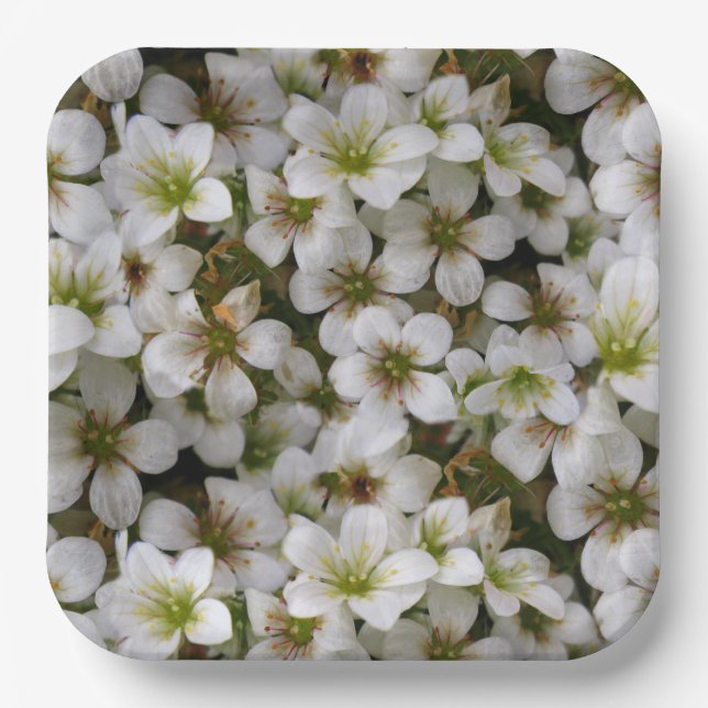 Assiettes En Carton Jardin botanique Fleurs blanches (Recto)