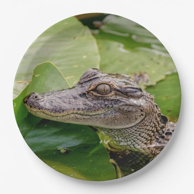 Assiettes En Carton Jeune alligator (Devant)