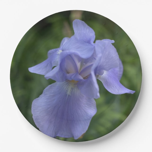 Assiettes En Carton Jolie ceinture bleue Iris Fleur (Devant)