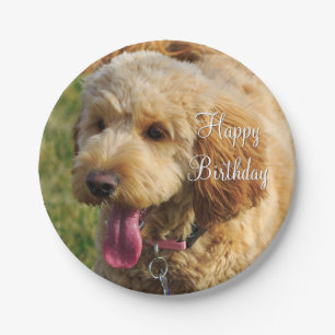 Assiettes En Carton Joyeux Anniversaire Goldendoodle Chien