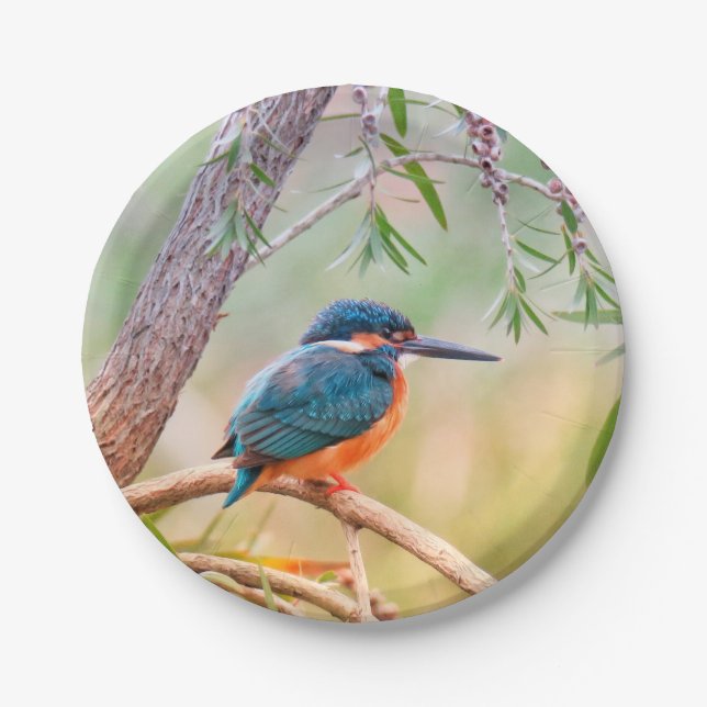 Assiettes En Carton Kingfisher Perché sur la branche (Devant)
