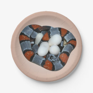 Assiettes En Carton Le kingsnake gris-réuni