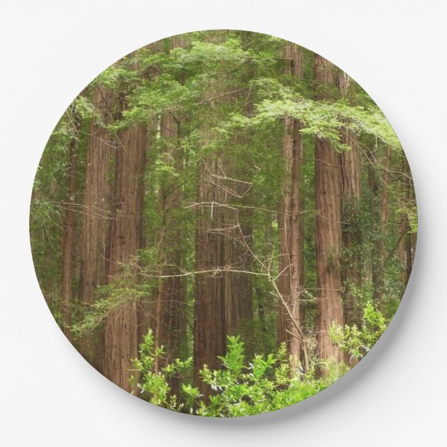 Assiettes En Carton Les séquoias au monument national de Muir Woods (Devant)
