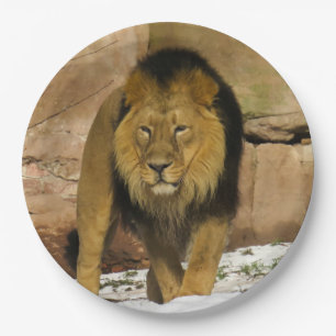 Assiettes En Carton Lion debout sur la neige près d'un mur rocheux
