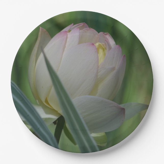 Assiettes En Carton Lotus Blossom (Devant)