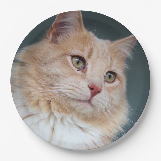 Assiettes En Carton M. Handsome (Devant)