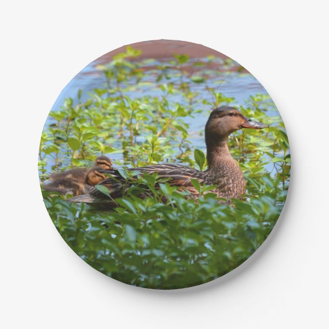 Assiettes En Carton Mallard et canettes-Natation par Shirley Taylor (Devant)