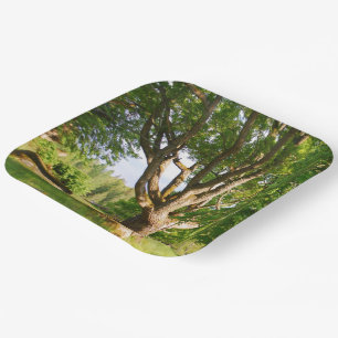 Assiettes En Carton Mi-été Lumière Småland