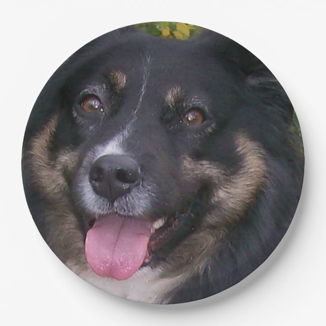 Assiettes En Carton Miniature American Shepherd Black Tri (Devant)