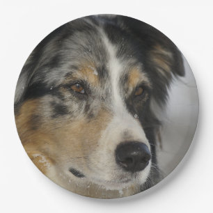 Assiettes En Carton Miniature American Shepherd Blue Merle seconde